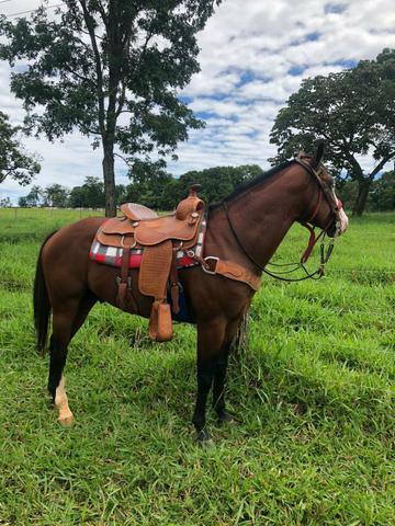 Cavalo Paint Horse