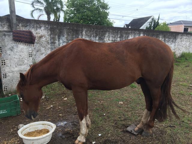 Cavalo de hipismo e cavalgada