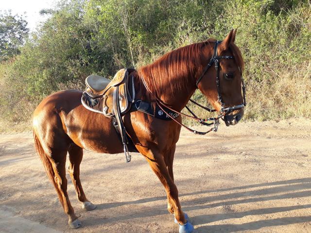 Cavalo de vaquejada troca e vendo Murilo