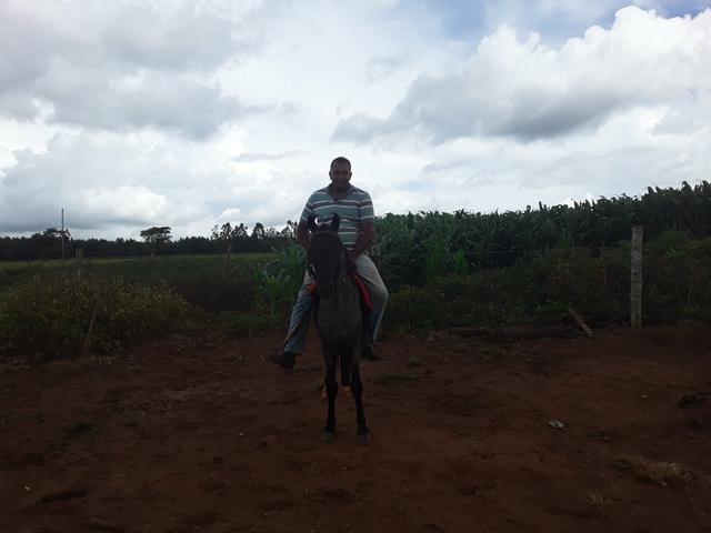 Cavalo intero