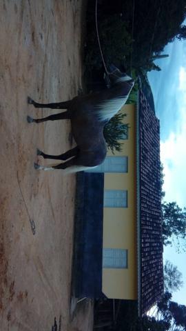 Cavalo mangalarga macmachado Vatapa da Aldeia