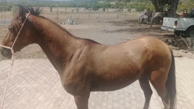 Cavalo mangolino