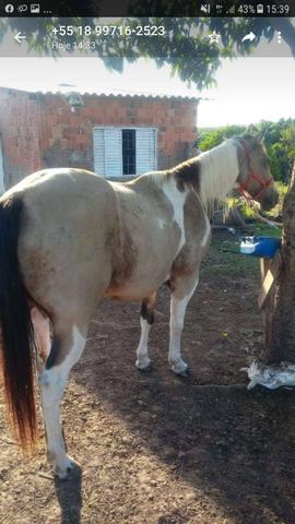 Cavalo paint horse