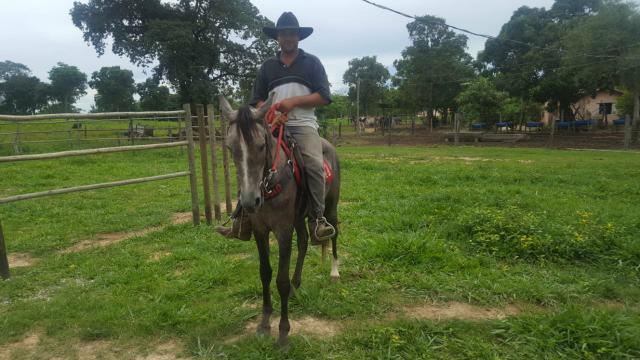 Cavalo tordilho castrado / cavalo inteiro queimado