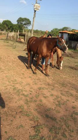 Cavalos de vaquejada