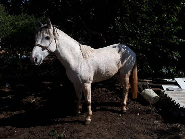 Cavalos e eguas
