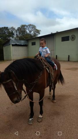 Crioulo e manga larga marchador