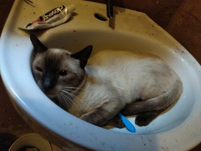 DOAÇÃO gato siamês