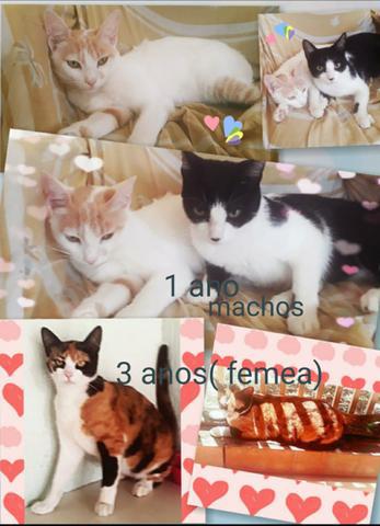 Doacao Gatos(+50,00 de ração)