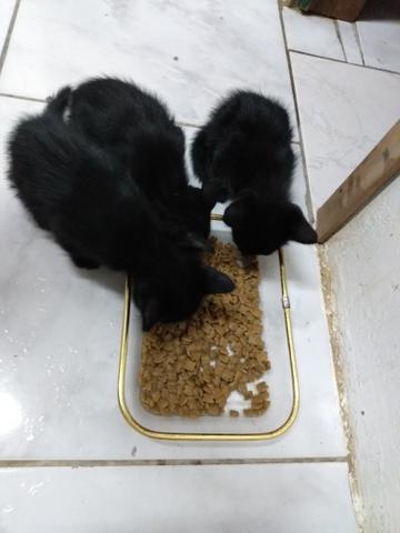 Doação de 5 gatinhos filhotes,todos pretos