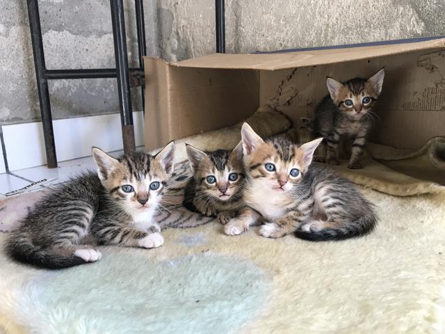 Doação de gatinhos em Suzano