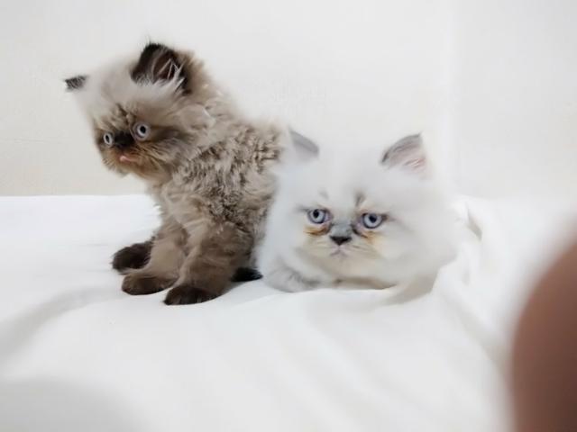 Filhote de gato persa
