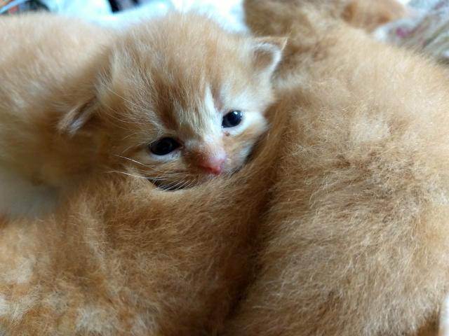 Filhote gato persa