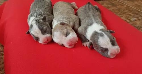 Filhotes De Americanbully