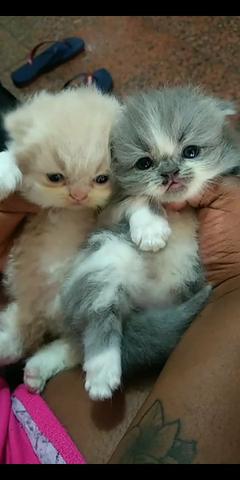 Filhotes de gato persa