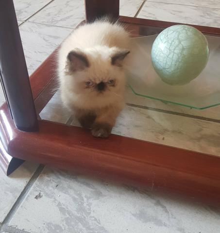 Gatinha PERSA