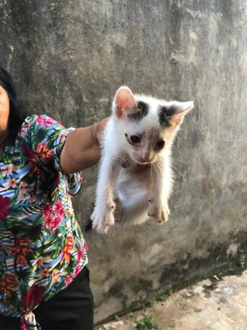 Gatinhos machos 40 dias