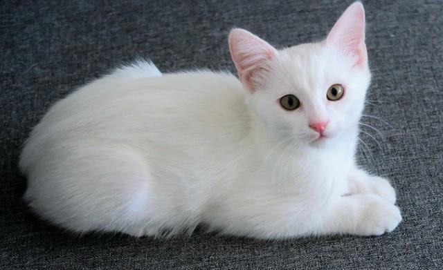 Gato angora e Siames branco Pers