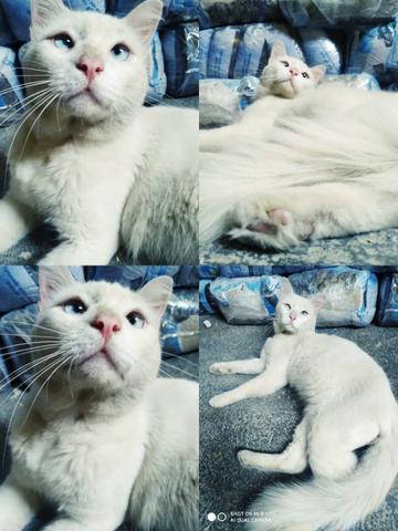 Gato branco, gato castrado, gato p adoção