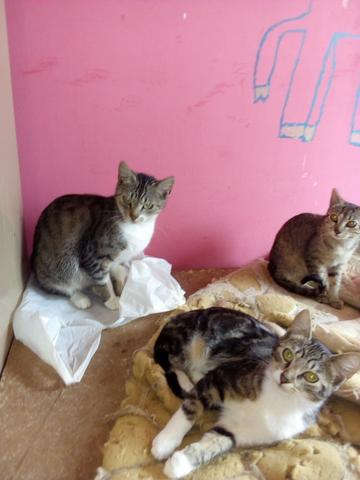 Gato fêmea tigrada 4 meses