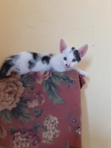 Gato macho para adoção responsável