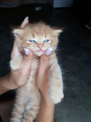 Gatos da raça persa