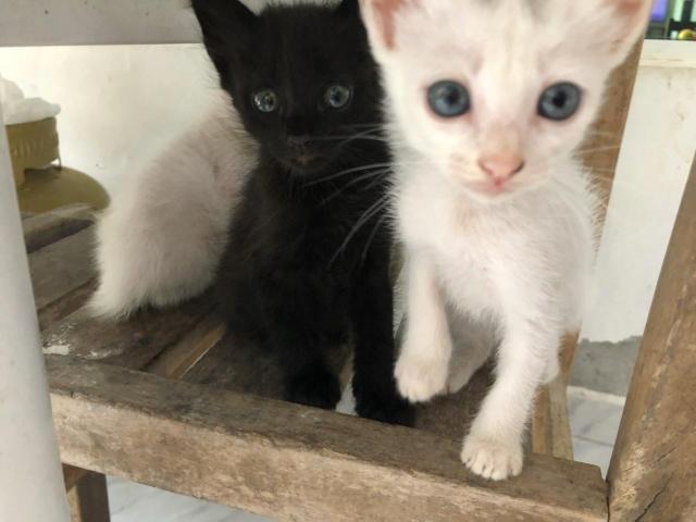 Gatos machos para doação! Um branco e um preto