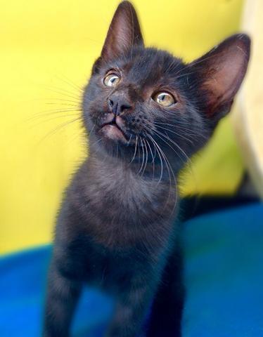 Lindo gatinho p adoção responsável