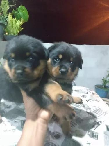 Lindos Rottweiler