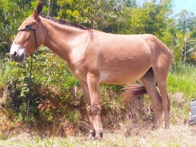 Mula 7 anos para montaria e carroça