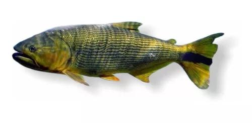 Peixe Alevino Dourado (salminus Brasiliensis) 10-12cm