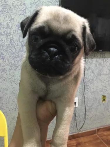 Pug S