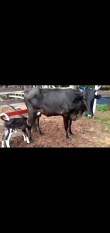 Vaca novilha primeira cria 8 litros leite bezerra girolanda