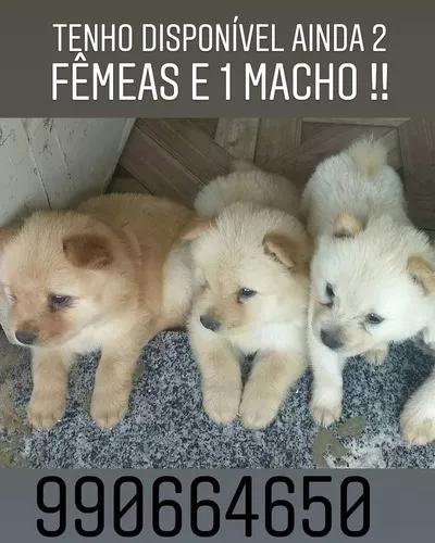 Venda De Cachorros Da Raça Chow Chow