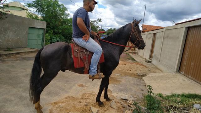 Vende-se cavalo