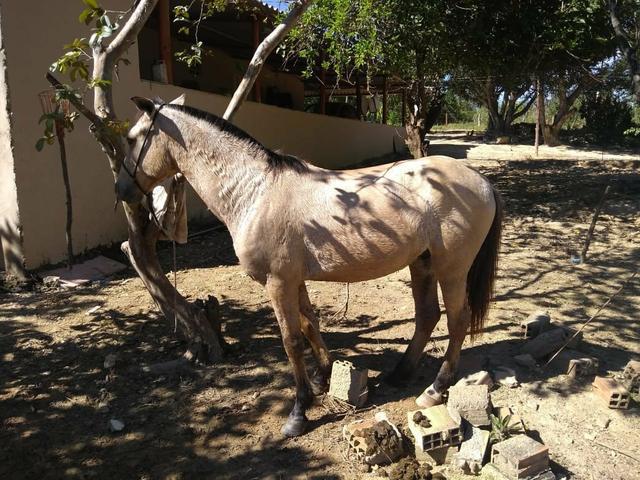 Vende-se cavalo esquipador, passo cartão