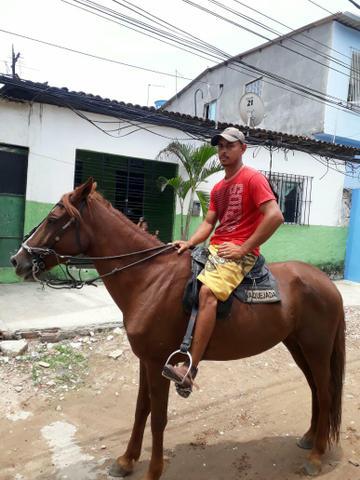 Vendo 2 cavalo barato pra vender logo