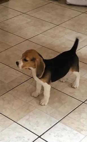 Vendo Beagle 3 Meses De Idade!!