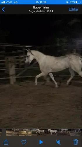 Vendo Cavalo Mangalarga Marchador