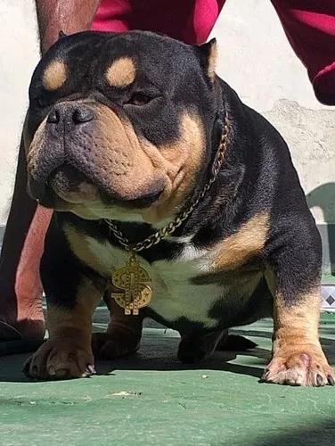 Vendo Cobertura De American Bully Top