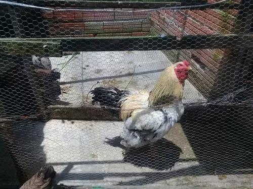 Vendo Galo Brahma