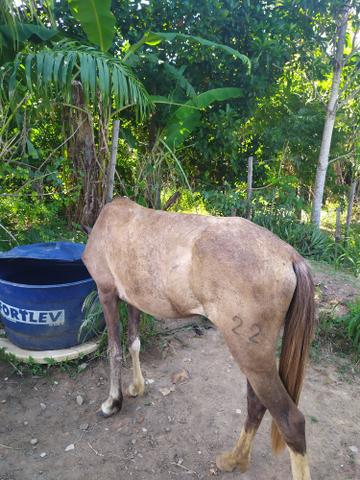 Vendo Potra ou troco em algo do meu interesse