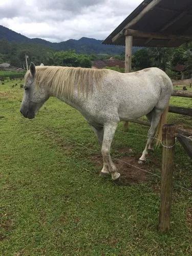 Vendo Égua Branca Domada Pra Trabalho E Lazer