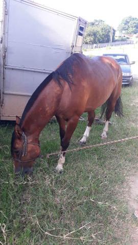 Vendo ou troco cavalo bom e encilhado