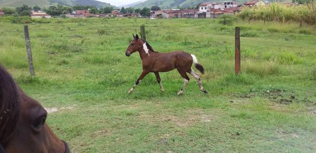 Vendo potro Mangalarga