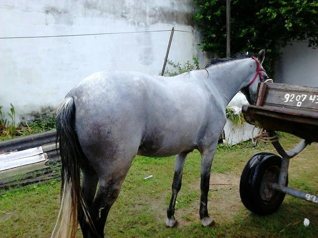 Vendo uma polda com tudo em dias