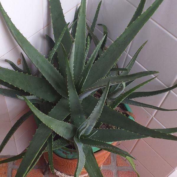 planta babosa