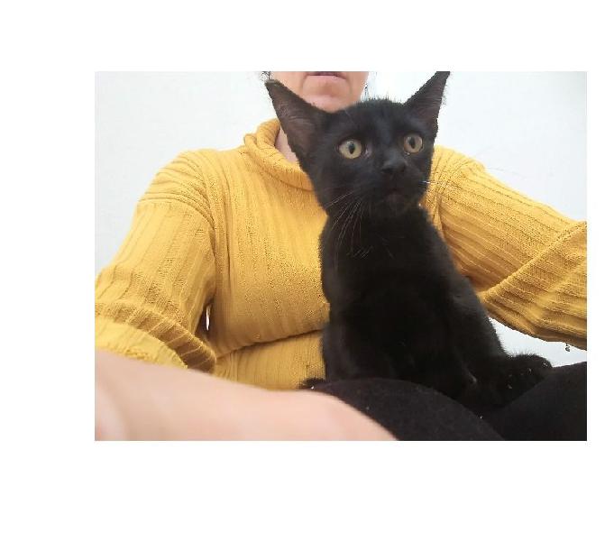 2 gatinhos pretos para adoção - 4 meses castrados e