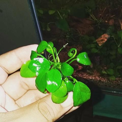 Anubias