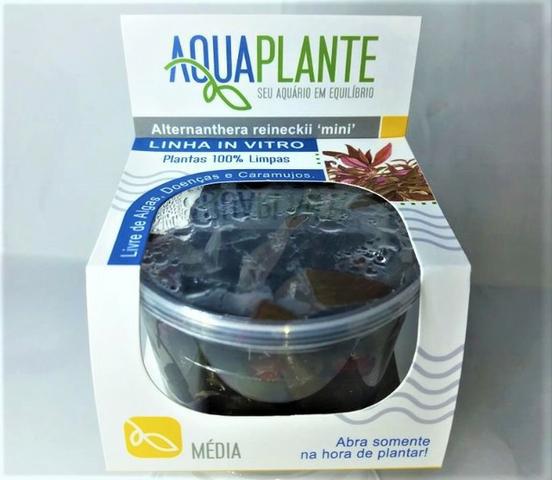 AquaPlante plantas pra aquario plantado
